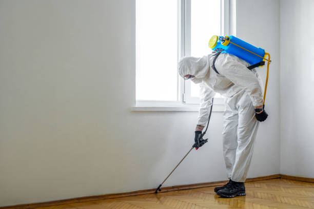 Best Wasp Removal Services  in Westfield, MA